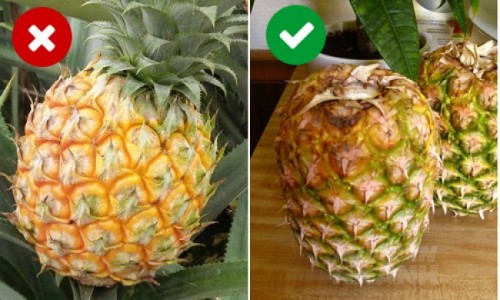 Bạn có biết 10 cách giữ rau quả tươi ngon không tốn xu nào