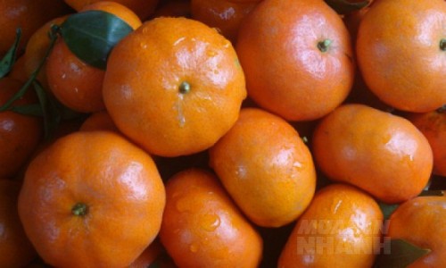 Bạn có biết 10 cách giữ rau quả tươi ngon không tốn xu nào