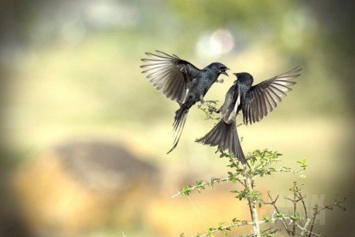 Muốn biết một người gi&agrave;u c&oacute; bao nhi&ecirc;u, h&atilde;y xem l&uacute;c cuối đời c&oacute; mấy ai b&ecirc;n cạnh