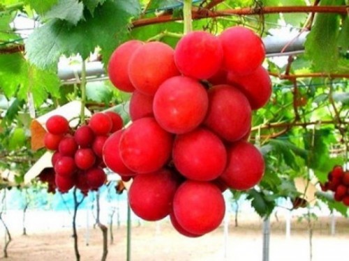 1 cặp dưa trị giá 1 chiếc xe hơi, đây là những loại quả chỉ có đại gia mới dám ăn