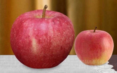 1 cặp dưa trị giá 1 chiếc xe hơi, đây là những loại quả chỉ có đại gia mới dám ăn