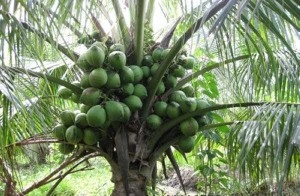 cây giống dừa xiêm