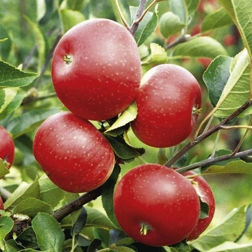 Giống táo chua ruột đỏ RedLove  - Năng xuất cao cho người trồng trọt