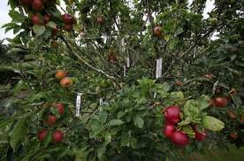 Giống táo chua ruột đỏ RedLove  - Năng xuất cao cho người trồng trọt