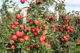 Giống táo chua ruột đỏ RedLove - Năng xuất cao cho người trồng trọt