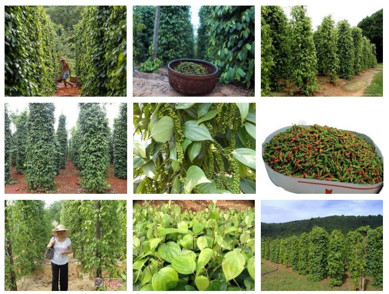 Quà tặng đặc sản - tám món quà từ Việt Nam
