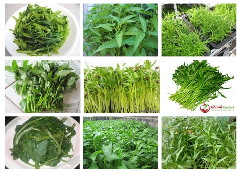 Rau muống xứ Đoài