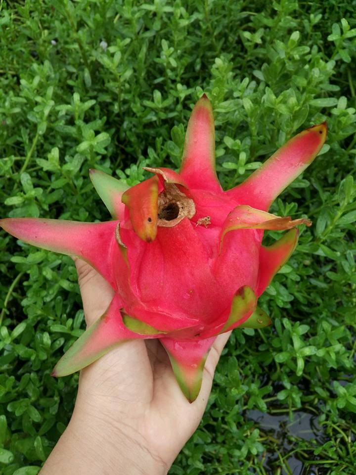Những n&ocirc;ng sản bị tăng gi&aacute; đốt biến do thương l&aacute;i Trung Quốc thu gom ồ ạt