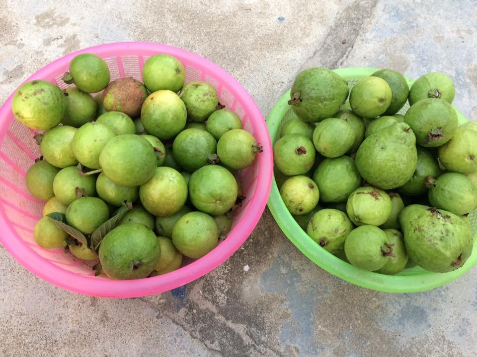 Lợi ích bất ngờ từ trái ổi đối với sức khỏe.