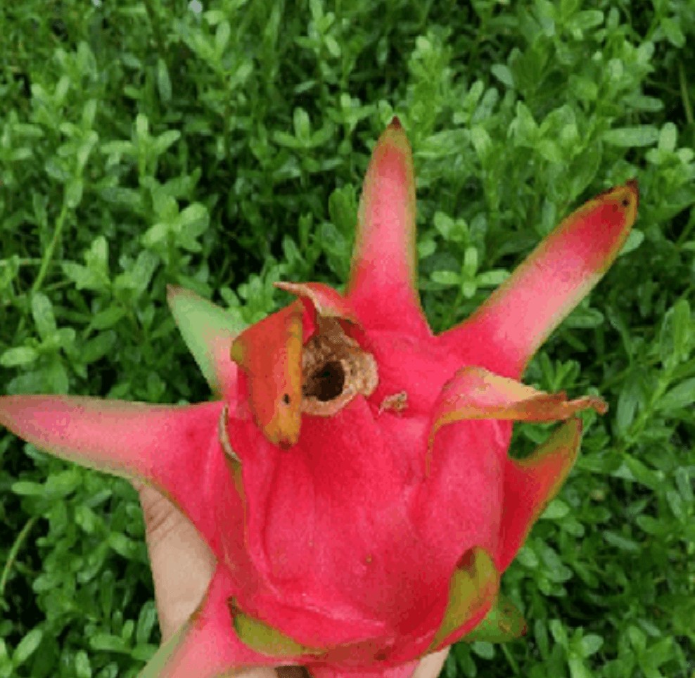 Người bị thiếu máu nên bổ sung các thực phẩm gì?