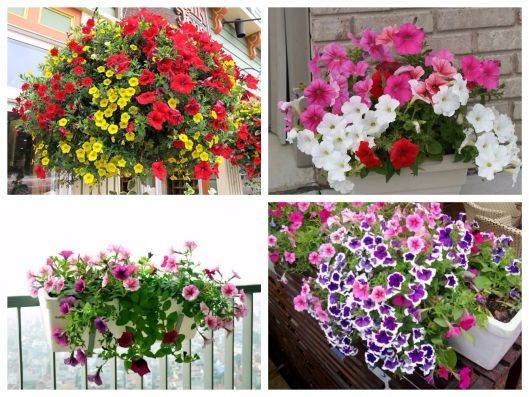 Hướng dẫn chi tiết từng bước trồng hạt giống hoa dạ yến thảo