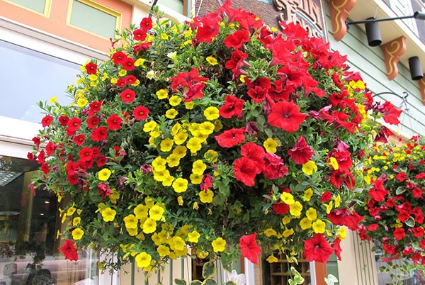 Hướng dẫn chi tiết từng bước trồng hạt giống hoa dạ yến thảo(1)