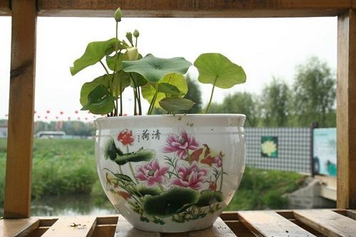 3 bước cơ bản để tự trồng sen tại nhà(2)