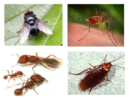 Diệt muỗi, gián, kiến và côn trùng gây hại