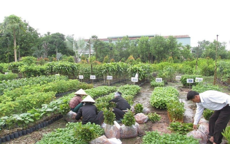 Giới thiệu công ty cây xanh Gia Nguyễn