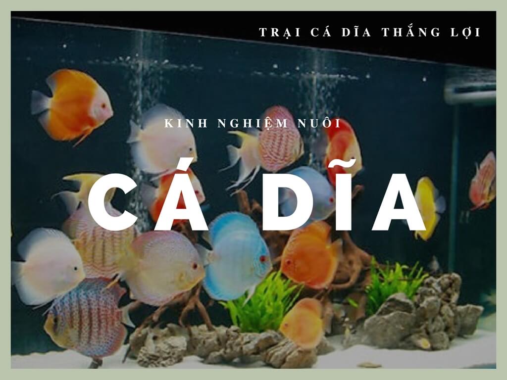 Kinh nghiệm nuôi cá dĩa