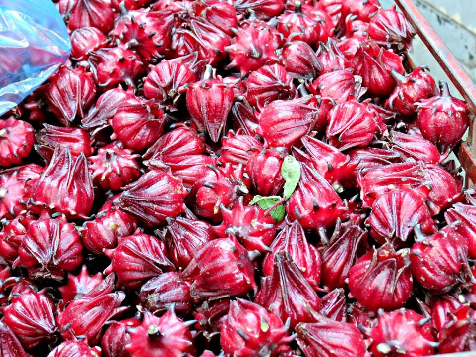Chia sẻ phương pháp trồng cây Atiso đỏ(1)