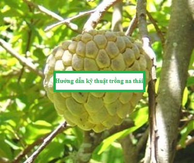 Hướng dẫn kỹ thuật trồng na thái