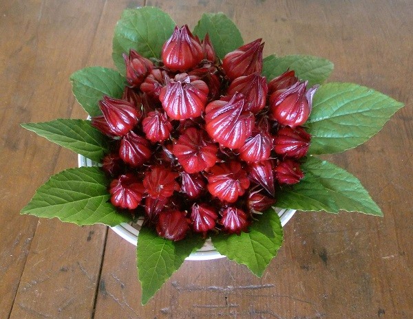 Hoa Atiso đỏ kết hợp nhiều món ăn ngon tốt cho sức khỏe