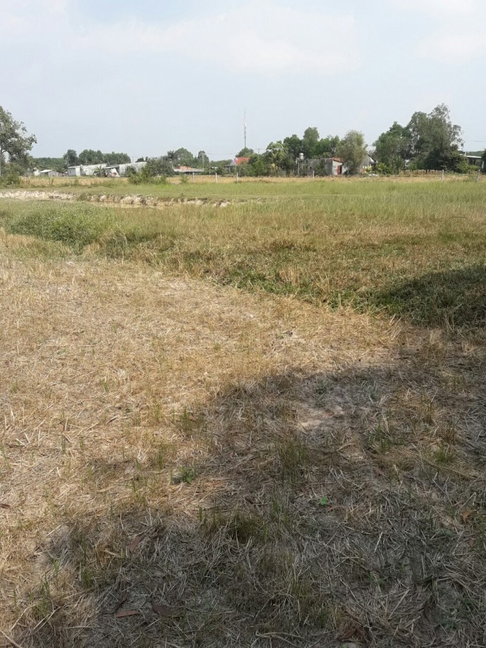 Nên hay không mua đất đầu tư ở Củ Chi?