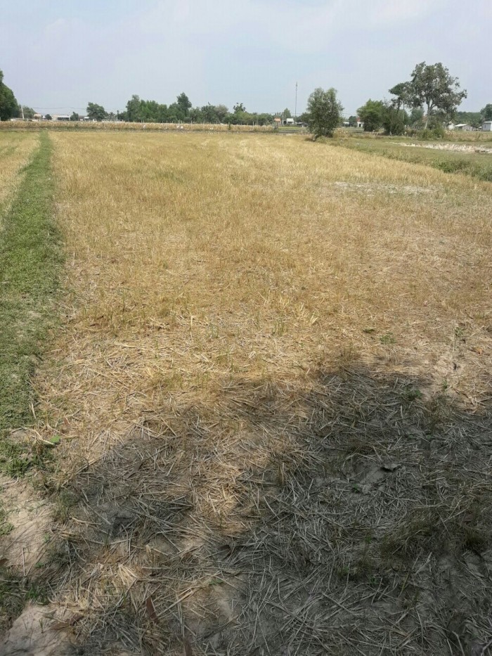 Tư vấn: có nên mua đất vườn Củ Chi?