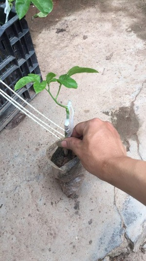 1. Chuẩn bị dụng cụ trồng, đất trồng và hạt giống  Dụng cụ trồng  Bạn có thể tận dụng bao nion, bao xi măng, chậu, khay hoặc thùng xốp có sẵn trong nhà hoặc mảnh đất trống trong vườn để trồng chanh dây. Lưu ý: Dưới đáy khay đục lỗ để thoát nước.  Đất trồng  Chanh dây không quá kén đất. Tuy nhiên, cây sẽ phát triển tốt nếu được trồng ở đất thoáng, giàu chất hữu cơ, có khả năng thoát nước tốt và độ pH từ 5,5-6. Bạn có thể mua đất sẵn hoặc tiến hành trộn đất với phân bò hoai mục, phân gà, phân trùn quế, vỏ trấu, xơ dừa…  Hạt giống  Hiện nay, giống chanh dây quả tím được nhiều người chọn làm giống. Loại giống này có khả năng tự thụ phấn cao, ít biến dị, có thể nhân giống bằng hạt.  Nếu muốn trồng chanh dây từ hạt giống, bạn nên tìm mua những quả chanh dây già có phần vỏ nhăn nheo màu tím sẫm. Sau khi mua về, dùng dao bổ đôi quả chanh, dùng muỗng lấy toàn bộ ruột rồi rửa sạch phần cơm nhầy, chỉ giữ lại hạt đen bên trong và để ráo nước. Bạn cũng có thể tìm mua hạt giống ở các cửa hàng bán đồ nông sản.  Để rút ngắn thời gian và tiết kiệm công sức chăm sóc, bạn có thể tìm mua tại các chợ cây hay các cửa hàng bán cây giống. Nên chọn những cây giống cao tầm 8-10cm, có thân chắc khỏe và lá tươi xanh để giảm bớt rủi ro trong quá trình gieo trồng.    Hoa chanh dây.  2. Ngâm ủ, gieo hạt và cấy cây  Trước khi gieo, ngâm hạt trong vòng 24-36 giờ. Sau khi ngâm, tiến hành gieo hạt vào chậu đất có đường kính 30cm với khoảng cách đều nhau rồi phủ thêm một lớp đất mỏng để che kín hạt. Sau đó, tưới nước để cung cấp độ ẩm và đặt chậu ở nơi thoáng đãng có tiếp xúc với ánh sáng mặt trời để hạt nhanh nảy mầm hơn.  Sau khoảng 2 đến 3 tuần thì hạt giống đem gieo sẽ nảy mầm. Sau khoảng 6 tuần trở đi cây đã đạt chiều cao tầm 8cm, lúc này bạn có thể chọn lọc cây con tốt và khỏe để giữ lại trồng.  Đào hố kích thước 60x60x60cm, bỏ lớp đất mặt 1 bên. Bón vôi 0,5kg/hố sau đó tiến hành bón lót phân chuồng rồi cấy cây con. Sau khi cấy xong che phủ cho cây trong vòng 1 tuần và tưới nước ngày 2 lần.    Chanh dây chứa nhiều dinh dưỡng.  3. Chăm sóc  Cây chanh dây là loại cây cần độ ẩm cao, lượng nước nhiều và thường xuyên vì vậy thường tưới 2 ngày 1 lần, nhất là vào mùa khô.  Sau khoảng 3 tháng thì cây sẽ có chiều cao khoảng 70cm, bạn cần cho chanh dây leo lên một giá đỡ chắc chắn để bám và phát triển.  Khi trồng chanh dây được khoảng 20 ngày thì tiến hành bón lót đợt 1 bằng phân hữu cơ, phân bò, phân trùn quế, phân dê…. Cứ khoảng 20 ngày thì bón 1 đợt.  Khi chanh dây đã leo lên giàn và phát triển tươi tốt thì bạn cần phải cắt tỉa lá, cành thường xuyên để giàn cây được thông thoáng và có chỗ để cây ra hoa, đơm quả.    Chanh dây cho thu hoạch.  4. Thu hoạch  Chanh dây sẽ ra hoa sau khoảng 5-6 tháng gieo trồng. Khi trái bắt đầu chuyển qua màu tím thì có thể thu hoạch được.