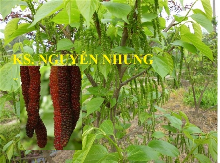 Giống cây dâu quả dài Đài Loan cho năng xuất cao