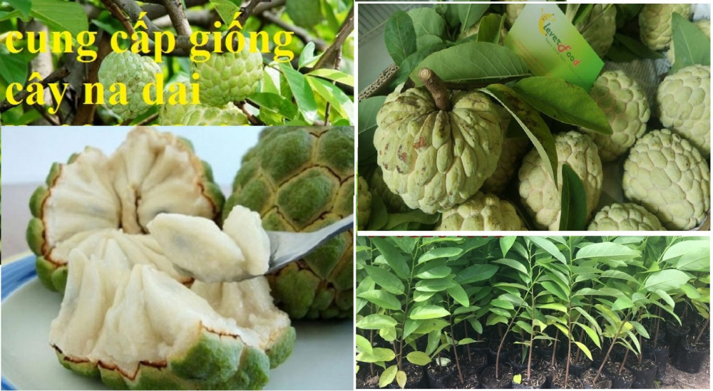 Nếu như bạn đã quen việc nâng niu những quả na nhẹ nhàng vì dễ bị dập nát thì sao không thử giống na trong phiên bản mới cứng cáp và phổng phao hơn nhiều.  Cây Na dai được biết đến ở nước ta khoảng vài năm gần đây. Từ khi xuất hiện trên các sạp bán hoa quả loại na này đã trở thành tâm điểm của sự chú ý vì mẫu má đẹp bắt mắt hơn hẳn giống na thường.  Đặc điểm của giống na dai Cây Na dai  ở nước ta hầu hết là giống na từ Thái Lan hoặc Đài Loan. Cây na dai thuộc dạng thân gỗ nhỏ có chiều cao trung bình từ 3m trở lên. Lá của chúng mọc xen ở hai hàng tán phát triển khá rộng. Hoa na dai mọc thành cụm nhỏ màu trắng khá đẹp khi nở cho mùi thơm nhẹ ngàng.  Điểm đặc biệt của giống Cây Na dai phải kể đến quả của chúng. Nếu như giống na bở bạn thường ăn mềm khi ăn khá dễ nhũn thịt quả thì na dai cho múi dính chặt vào nhau kể cả khi chín. Chính vì thế bạn cầm giống na dai sẽ chắc tay hơn và không bị dập khi va chạm mạnh. Đặc biệt giống na này cho hương thơm và đột ngọt cao hơn nhiều na bở và kích thước quả cũng to hơn. Nhờ bề ngoài đẹp mã mà giống na này thường được mua về bày trên bàn thờ các dịp lễ tết rất đẹp.  Hình ảnh cây na dai  Tác dụng của na dai Cây Na dai được các nhà khoa học chứng minh là có nhiều tác dụng bồi bổ cơ thể và làm vị thuốc chữa bệnh rất tốt. Theo như Đông y thì na có vị ngọt tính ấm có tác dụng tiêu sưng hạ khí tiêu đờm hiệu quả. Na được dùng chữa đi lỵ, đái tháo ra đường và trị mụn nhọt rất tốt. Cá hạt và lá của na dai cũng đều có thể dùng chữa bệnh được. Có thể nói na dai có nhiều công dụng vả về giá trị dinh dưỡng cũng như chữa bệnh.  Xem thêm các giống cây trồng khác: Cây hồng xiêm, Cây hồng giòn  Cách trồng và chăm sóc na dai Để trồng cây Cây Na dai cho quả to và năng suất cao bạn cần phải nắm được đặc tính về giống và quy trình trồng đúng. Một số đặc điểm của na dai bạn nên biết:  Na dai là giống cây cây ưa thoáng nhưng lại không nên trồng trên đất ngập úng. Na dai có thể trồng được trên loại đất xấu nhưng cây chỉ cho năng xuất cao và chất lượng quả tốt nhất khi cây được bón đủ các loại phân. Giống na dai chống chịu hạn tốt nhưng lại chịu ngập úng kém. Cây na dai cho mùa ra trái dài hơn nếu được cung cấp đầy đủ nước. Tiêu chuẩn chọn giống :  Na dai được trồng và nhân giống hiện nay bằng phương pháp gieo hạt và ghép cây.  Nếu trồng bằng phương pháp gieo hạt bạn cần chọn những hạt có quả to và sai. Thu lấy hạt và phơi khô sau đó gieo vào đất.  Cây trồng bằng phương pháp ghép hiện nay cho khả năng sinh trưởng đều và cây mau cho ra quả hơn.  Hình ảnh quả na dai  Thời vụ trồng :  Cây Na dai trồng vào mùa xuân và mùa mưa tháng 8-9. Cây cách cây trồng nên có khoảng cách tối thiểu 3m trở lên.  Chuẩn bị đất và đào hố trồng cây:  Đất trồng Cây Na dai thích hợp với loại đất thịt cát pha giàu dinh dưỡng. Trước khi trồng 1 tháng cần đào hố và bón lót cho đất. Hố đào cần được có kích thước tối thiểu khoảng 50x50x50cm. Sau khi đào bạn tiến hành bón lót vào hố khoảng 1kg phân chuồng hoai mục và 1kg phân Super Lân.  Kỹ thuật trồng cây :  Sau khi chuẩn bị hố trồng và cây giống bạn tiến hành chọn ngày đẹp trời không mưa để trồng cây. Đặt Cây Na dai vào giữa hố và lấp đất cố định cây giống. Sau khi trồng xong bạn tiến hành tưới nước cho cây ngay để duy trì độ ẩm tiếp sau đó 1 tháng.  Chăm sóc định kì cây na dai Tưới nước : CâyNa dai là một giống cây ưa ẩm và ưa sáng nên để cây phát triển tốt nhất bạn nên trồng cây ở nơi có nhiều ánh sáng và nước nước thường xuyên cho cây. Mùa khô cần tăng lượng nước tưới và mùa mưa cần thoát nước tốt cho đất vì na dai không chịu được ngập úng. Để hạn chế mầm bệnh bạn cũng cần làm sạch cỏ dại cho cây và xới xáo đất cho tơi xốp.  Quả na dai  Tỉa cành tạo tán cho cây Cây Na dai muốn cho năng suất cao cần có nhiều cành và tán rộng. Chính vì thế việc tỉa cành tạo tán đúng kĩ thuật cho cây là điều khá quan trọng. Sau khi trồng khoảng 3 tháng cây lúc này đã coa hơn 1m. Bạn tiến hành dùng kéo cắt tỉa chồi ngọn để cây cho ra những cây cành cấp 1. Những cành cấp 1 phát triển bạn tiến hành cắt tỉa tạo cành cấp 2-3 tiếp. Việc tỉa cành cũng để loại bỏ đi những cành vượt, cành héo úa sâu bệnh giữ lại những cành khỏe mạnh để trồng.  Kỹ thuật Bón phân Cho Cây Na Dai Trong 3 năm đầu bạn nên bón số lượng phân nhiều để cây phát triển và sinh trưởng tốt hơn. Tỷ lệ cứ 2 tháng bạn tiến hành bón 1 lần với mỗi gốc khoảng 10kg phân chuồng hoai mục, 1kg phân NPK và thêm vôi bột. Những năm sau khi cây đã cho thu hoạch mỗi kì bạn cần bón phân để tiếp sức cho cây cho ra quả vào năm tới.  Phòng Trừ Sâu Bệnh Cho Cây Na Dai Theo nhiều chuyên gia làm vườn giống na dai ít sâu bệnh tuy nhiên vẫn cần chú ý phòng trừ rệp sáp và các loại sâu hại quả. Những loại rệp thường xâm nhập vào kẽ vỏ na và gây hỏng quả hoặc khiến chất lượng mẫu mã na dai giảm đi nhiều.  Thu Hoạch và Bảo Quản:  Khi na mở mắt cũng là lúc mùa thu hoạch na dai đã đến. Lúc này kích thước quả đã khá to và quả có mùi thơm đặc trưng. Nên thu hái na dai vào lúc trời mát không mưa dùng kéo cắt cuống rồi đặt nhẹ nhàng vào thùng xốp hoặc giỏ nhựa. Bảo quản nơi thoáng mát và có thể vận chuyển ngay đến nơi tiêu thụ. 