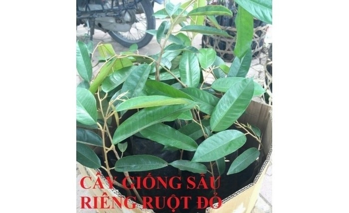 Cây giống sầu riêng ruột đỏ - cây giống sầu riêng ruột đỏ nhập khẩu Malaysia chuẩn, uy tín, chất lượng