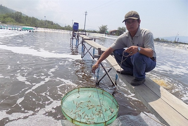 Cách cho tôm sú ăn tiết kiệm không dư thừa