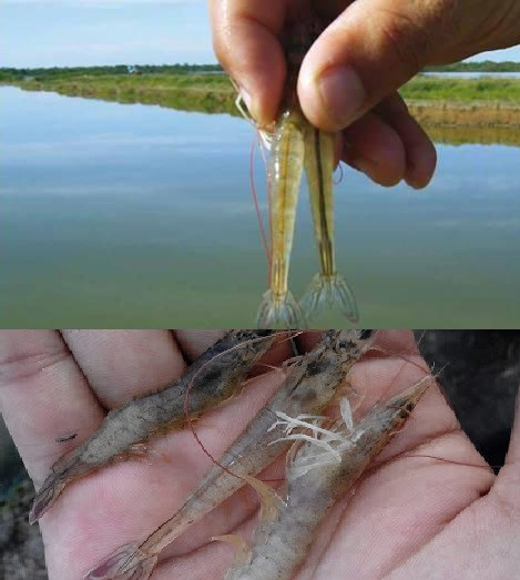 Nguyên nhân tôm thẻ chân trắng bỏ ăn và cách khắc phục