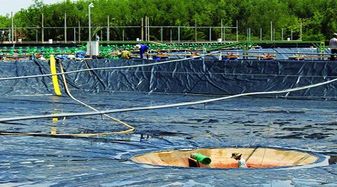 Chia sẻ kỹ thuật lót bạt ao nuôi tôm ở nền đáy