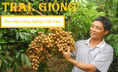 Mua cây nhãn giống F1 ở đâu chuẩn nhất?