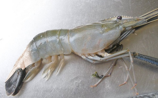 Tồng hợp những bệnh thường gặp ở tôm càng xanh