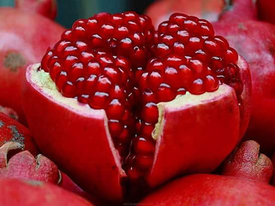 Cung cấp giống lựu lùn F1, lựu đỏ F1, lựu lùn Ấn Độ chuẩn giống