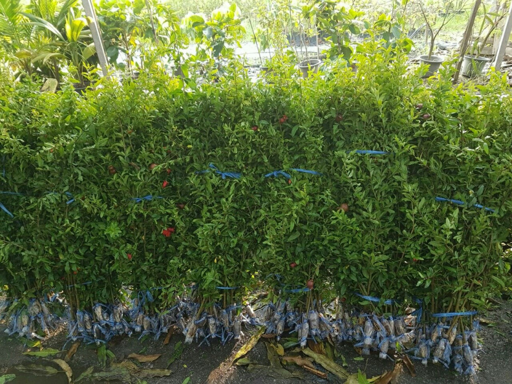Nơi bán cây giống lựu đỏ lùn Ấn Độ uy tín, chất lượng tại Hà Nội