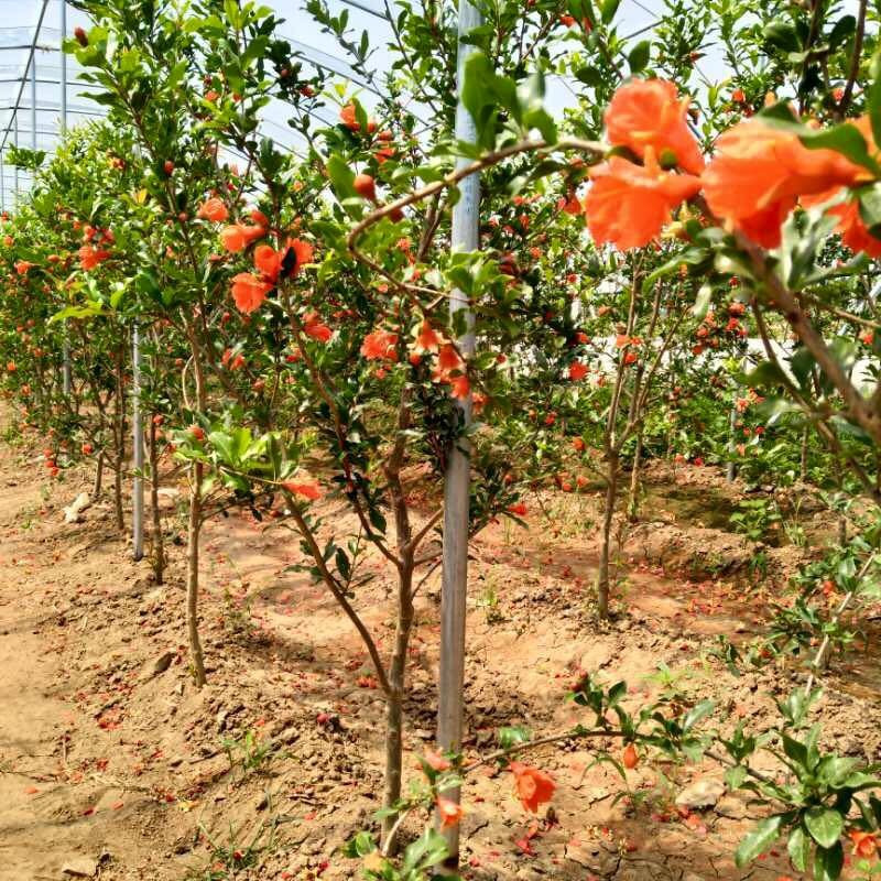 Kỹ thuật trồng cây lựu đỏ lùn trong chậu làm cảnh tại nhà, 202, Mãnh Nhi , Nông Nghiệp Nhanh, 22/06/2020 11:51:23