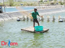Cách cho tôm sú ăn bằng thức ăn tự làm tại nhà