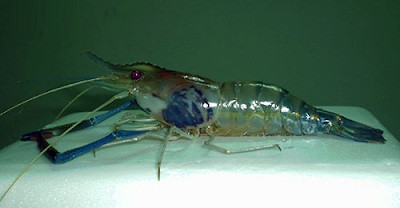 Những bệnh thường gặp ở tôm càng xanh bà con nên biết