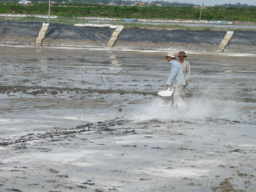 Mật độ nuôi tôm thẻ chân trắng phụ thuộc vào những yếu tố nào?