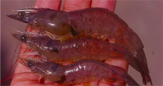 Phương pháp phòng bệnh đỏ thân trên tôm sú