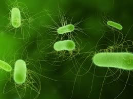 Tìm hiểu vi khuẩn Vibrio là gì?