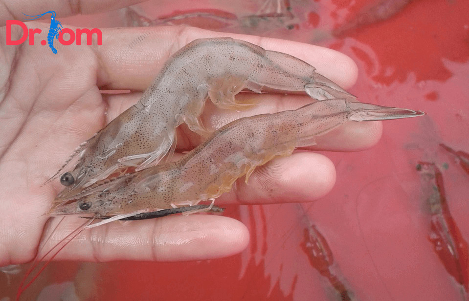 Tìm hiểu về kinh nghiệm nuôi tôm thẻ chân trắng