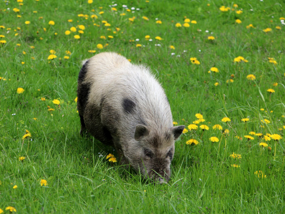 Kỷ Hợi mệnh gì?