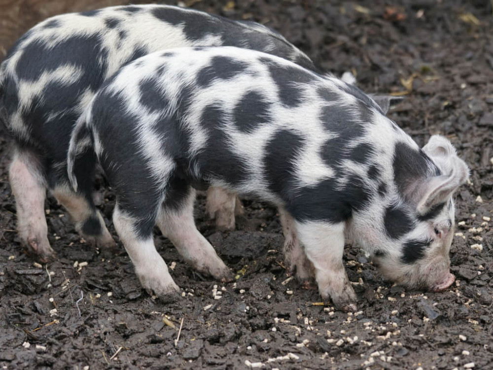 Kỷ Hợi nghĩa là gì?