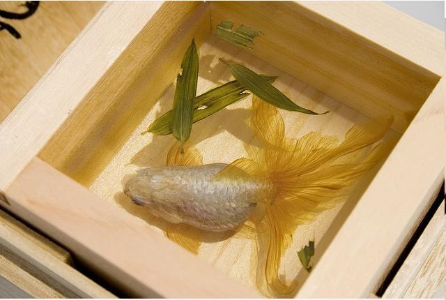 Cách đổ keo epoxy resin trong suốt vẽ tranh cá 3D đẹp độc đáo(1)