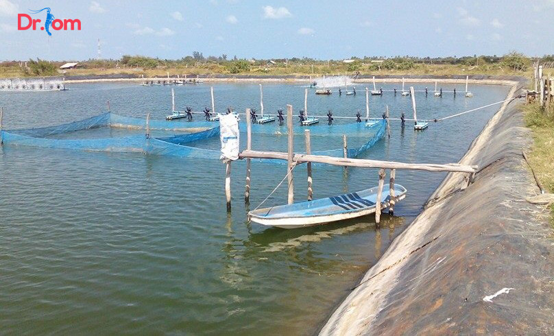 Tìm hiểu về độ mặn thích hợp nuôi tôm sú mà bà con nên biết