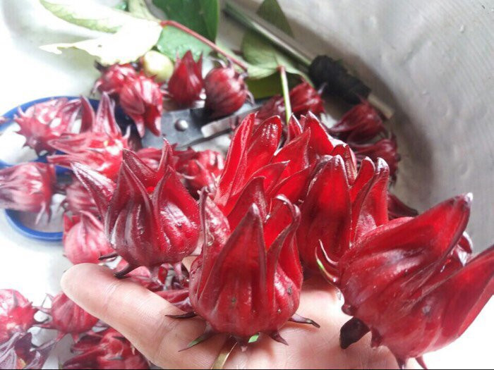Mua hoa atiso đỏ tại Đồng Nai(2)