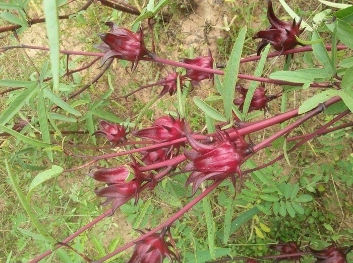 Mua hoa atiso đỏ tại Đồng Nai(3)