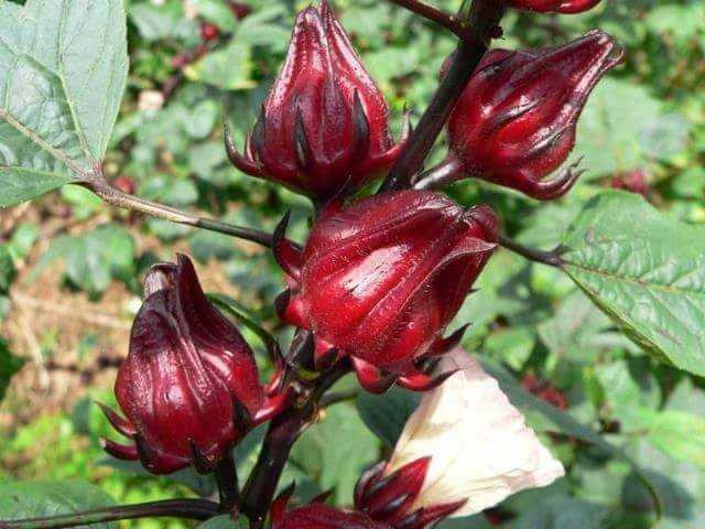Hoa atiso đỏ (hoa bụp giấm) là loại hoa gì, trồng ở đâu?(1)